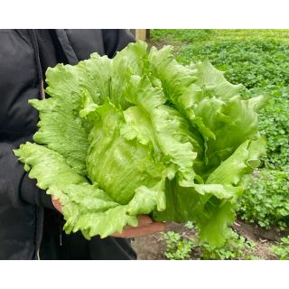 Compra LECHUGA CEVEDALE Pildorada (5.000 Semillas) en la tienda online Fito Agrícola