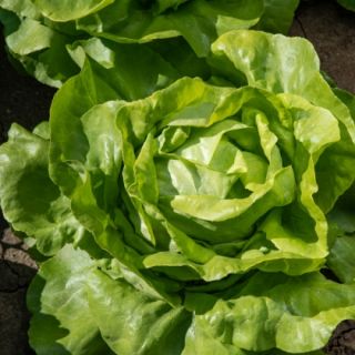 Compra LECHUGA CHANTILLY Pildorada (5.000 Semillas) en la tienda online Fito Agrícola
