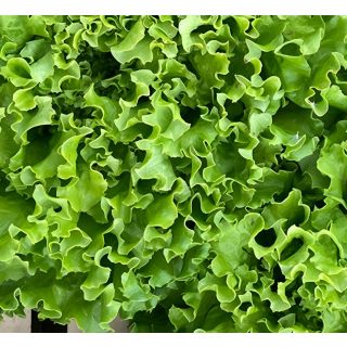 Compra LECHUGA CHOUPAC Pildorada (5.000 Semillas) en la tienda online Fito Agrícola