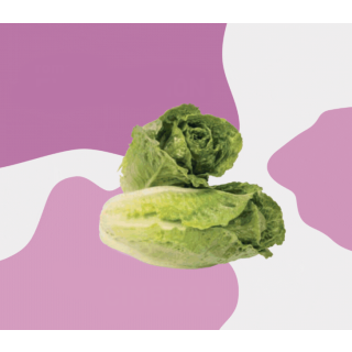 Compra LECHUGA CIMBRAL Pildorada (25.000 Semillas) en la tienda online Fito Agrícola