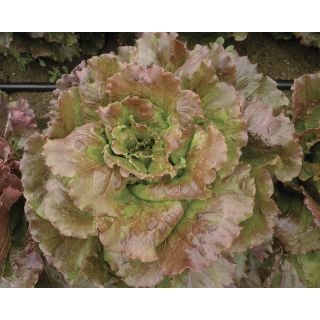 Compra LECHUGA COCKTAIL Pildorada (25.000 Semillas). en la tienda online Fito Agrícola