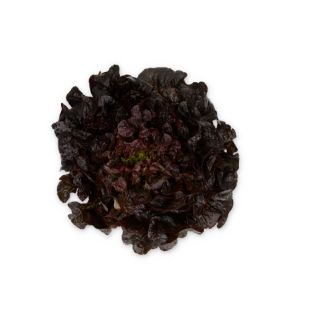 Compra LECHUGA COLAI RZ Pildorada (5.000 Semillas). en la tienda online Fito Agrícola