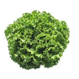 Compra LECHUGA DALILA Pildorada (5.000 Semillas) en la tienda online Fito Agrícola