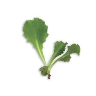 Compra LECHUGA DEMETRA (500 gr.). en la tienda online Fito Agrícola
