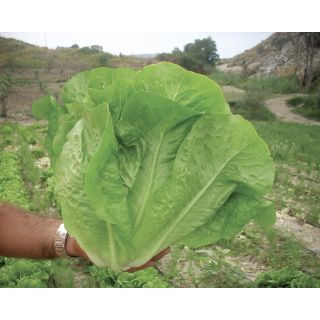 Compra LECHUGA DUNA Pildorada (25.000 Semillas) en la tienda online Fito Agrícola