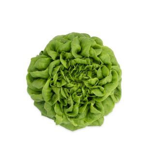 Compra LECHUGA EULER RZ Pildorada (5.000 Semillas). en la tienda online Fito Agrícola