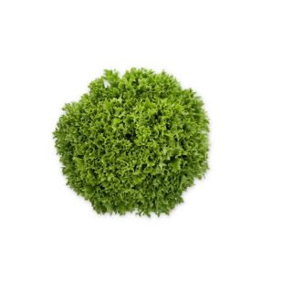 Compra LECHUGA EXENTURE RZ Pildorada (5.000 Semillas). en la tienda online Fito Agrícola