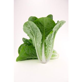 Compra LECHUGA FAJARDO Pildorada Sphera (25.000 Semillas) en la tienda online Fito Agrícola