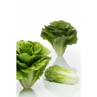 Compra LECHUGA FORMIGAL Pildorada (1.000 Semillas) en la tienda online Fito Agrícola