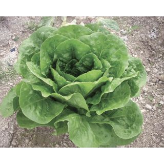 Compra LECHUGA GARDENIA Pildorada (5.000 Semillas) en la tienda online Fito Agrícola