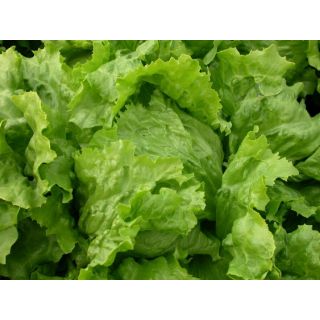 Compra LECHUGA GATÚN Pildorada (1.000 Semillas) en la tienda online Fito Agrícola