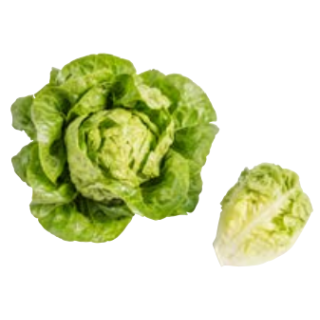 Compra LECHUGA GATSBI Pildorada (5.000 Semillas) en la tienda online Fito Agrícola