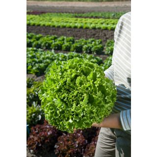 Compra LECHUGA ARMADA Pildorada (5.000 Semillas) en la tienda online Fito Agrícola
