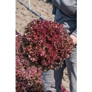 Compra LECHUGA RUBOISE Pildorada (5.000 Semillas) en la tienda online Fito Agrícola