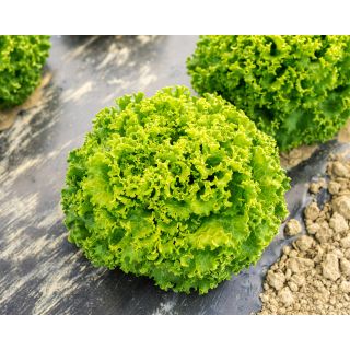 Compra LECHUGA GENTILE Pildorada (25.000 Semillas). en la tienda online Fito Agrícola