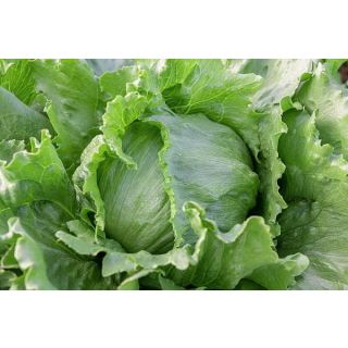Compra LECHUGA ICE21426 Pildorada Sphera (25.000 Semillas) en la tienda online Fito Agrícola