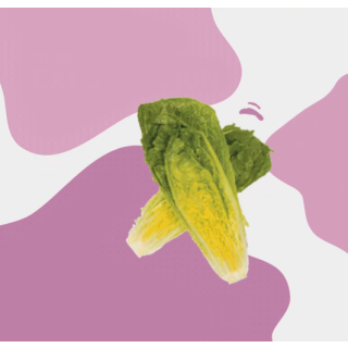 Compra LECHUGA INVERAL Pildorada (25.000 Semillas) en la tienda online Fito Agrícola