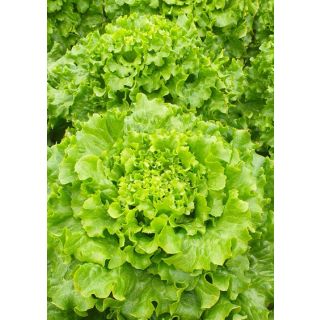 Compra LECHUGA IRATXE Pildorada (5.000 Semillas) en la tienda online Fito Agrícola
