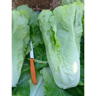 Compra LECHUGA JAVALAMBRE Pildorada (5.000 Semillas) en la tienda online Fito Agrícola