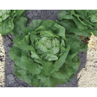 Compra LECHUGA LAPERLA Pildorada (5.000 Semillas) en la tienda online Fito Agrícola