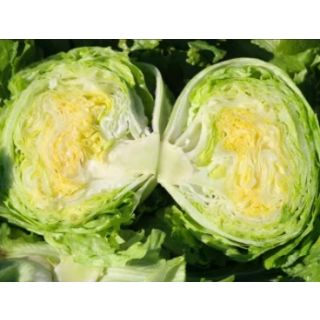 Compra LECHUGA LAPEZA Pildorada (10.000 Semillas) en la tienda online Fito Agrícola