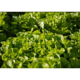 Compra LECHUGA LENIR Pildorada (10.000 Semillas) en la tienda online Fito Agrícola