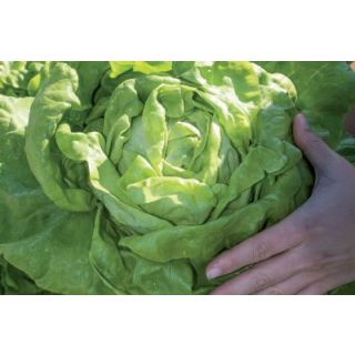 Compra LECHUGA LUNARY Pildorada (5.000 Semillas) en la tienda online Fito Agrícola