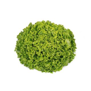 Compra LECHUGA MADIE RZ Pildorada (5.000 Semillas). en la tienda online Fito Agrícola