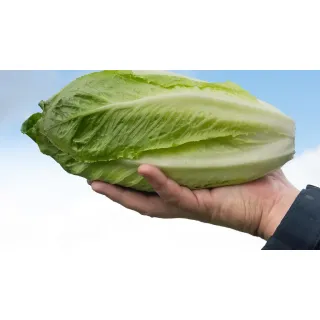 Compra LECHUGA MAGISTRAL Pildorada (25.000 Semillas) en la tienda online Fito Agrícola