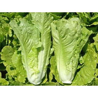 Compra LECHUGA MANZANEDA Pildorada (1.000 Semillas) en la tienda online Fito Agrícola