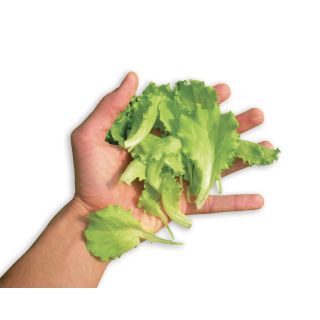 Compra LECHUGA TT MARILISA (5 Kgr.) en la tienda online Fito Agrícola