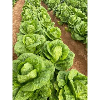 Compra LECHUGA MONTERREAL Pildorada (1.000 Semillas) en la tienda online Fito Agrícola