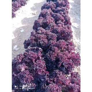 Compra LECHUGA MOREMI Pildorada (1.000 Semillas) en la tienda online Fito Agrícola