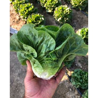 Compra LECHUGA MORTARELLA DI PRIMAVERA Pildorada (5.000 Semillas) en la tienda online Fito Agrícola