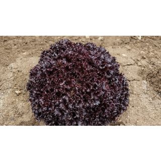Compra LECHUGA MULTIRED 80 Pildorada (25.000 Semillas) en la tienda online Fito Agrícola