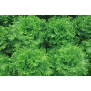 Compra LECHUGA NAROA Pildorada (25.000 Semillas) en la tienda online Fito Agrícola