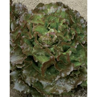 Compra LECHUGA NAUPLUS Pildorada (5.000 Semillas). en la tienda online Fito Agrícola