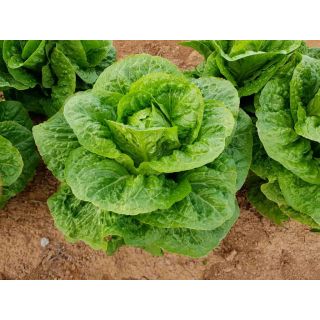 Compra LECHUGA NAVACERRADA Pildorada (1.000 Semillas) en la tienda online Fito Agrícola