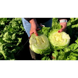 Compra LECHUGA NEVANAS RZ Pildorada (5.000 Semillas). en la tienda online Fito Agrícola