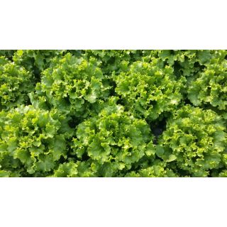 Compra LECHUGA PARRALES Pildorada (1.000 Semillas) en la tienda online Fito Agrícola