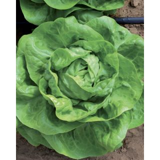 Compra LECHUGA PARTENOPE Pildorada (5.000 Semillas) en la tienda online Fito Agrícola