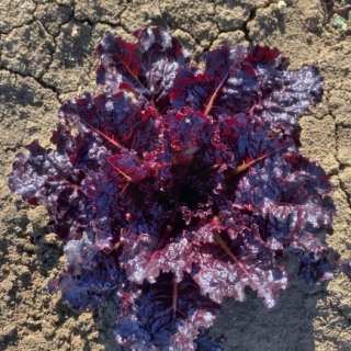 Compra LECHUGA RED SALAD BOWL (50 gr.). en la tienda online Fito Agrícola