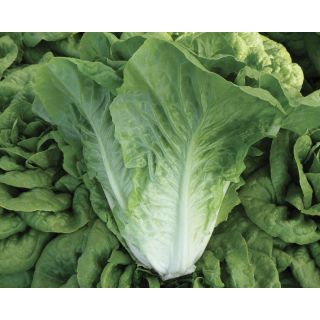 Compra LECHUGA REGINA DELL'ORTO Pildorada (25.000 Semillas) en la tienda online Fito Agrícola