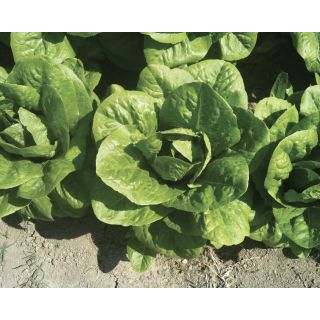 Compra LECHUGA ROMABELLA Pildorada (5.000 Semillas) en la tienda online Fito Agrícola