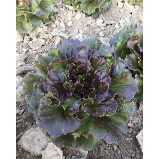 Compra LECHUGA ROSPLUS Pildorada (5.000 Semillas). en la tienda online Fito Agrícola