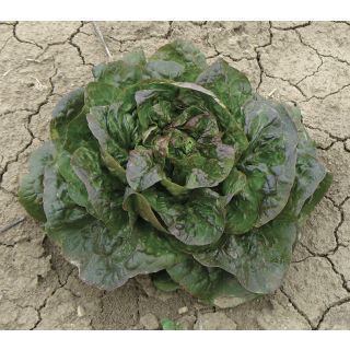 Compra LECHUGA ROUGETTE DE MONTPELLIER Pildorada (5.000 Semillas) en la tienda online Fito Agrícola