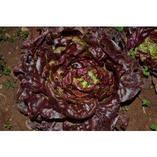 Compra LECHUGA ROXY Pildorada (10.000 Semillas) en la tienda online Fito Agrícola