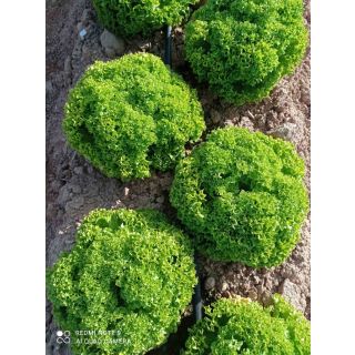 Compra LECHUGA SAMBURU Pildorada (5.000 Semillas) en la tienda online Fito Agrícola