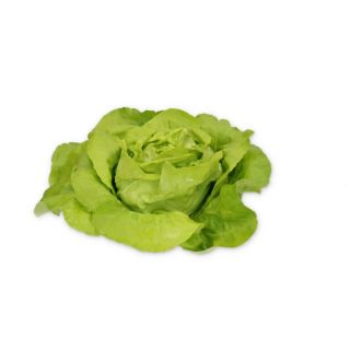 Compra LECHUGA SANDENO RZ Pildorada (5.000 Semillas). en la tienda online Fito Agrícola