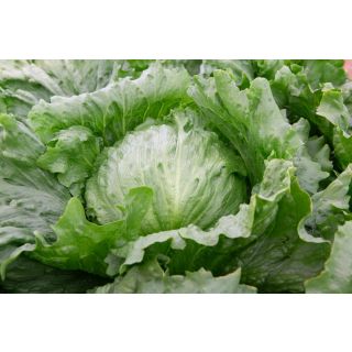 Compra LECHUGA SAONA Pildorada Sphera (25.000 Semillas) en la tienda online Fito Agrícola